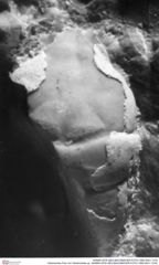 Historisches Foto von Tanidromites sp. (NHMW-AFW-GEO-BACHMAYER-FOTO-1990-0041-1318)